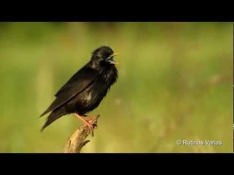Estornino acosado por urraca (Sturnus unicolor) (Estorninho-preto, чёрный, Spotless starling)