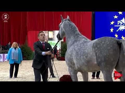 Ecaho European Show 2018 - Class 11