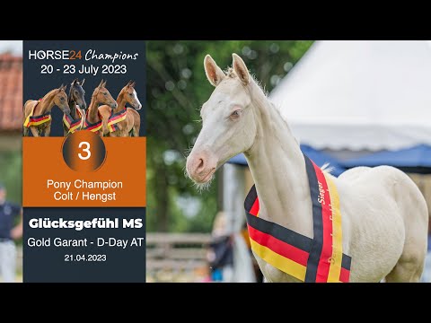 Lot 3 Glücksgefühl MS Hengst v. Gold Garant - D-Day AT