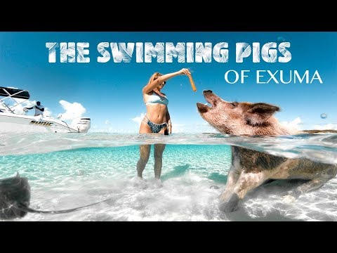 Swimming Pigs of Exuma Bahamas | Pig Island