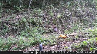 Inhambu Chororó Procriando 