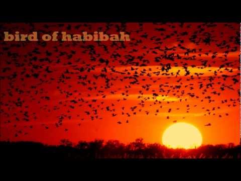 Bird of habibaH - Navigating on magnetism