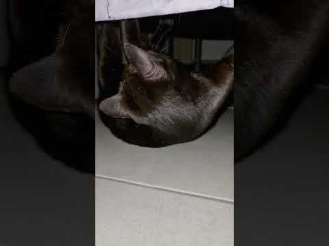 Un chat fou se promène à l'envers sous son lit.