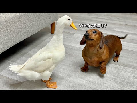 How a dachshund meets a duck for the first time