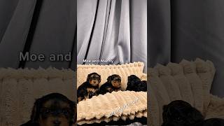 Video preview image #1 Yorkipoo Puppy For Sale in FENTON, MI, USA
