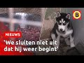 Hondenfokker uit Eersel mag PER DIRECT GEEN HONDEN meer houden | Omroep Brabant