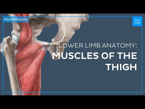 Thigh muscles anatomy: Groups, attachments, functions - Quick Anatomy | Kenhub