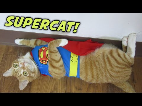 TOP 10 CAT SUPERPOWERS
