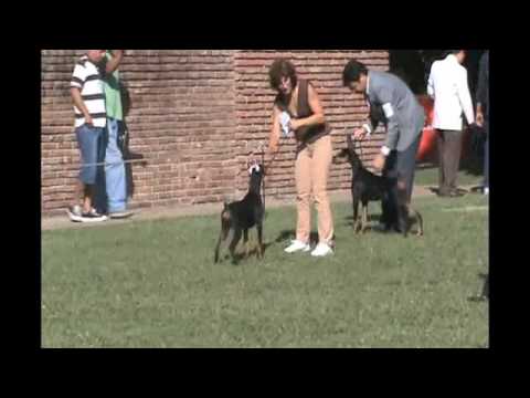 Specialty Show DCA 394 - Special Puppies