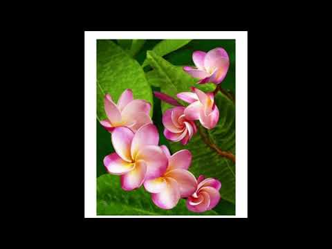 Niuean Track - Tama  Afine