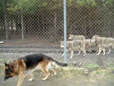 Lobos siguiendo a un perro