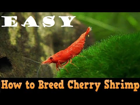 How to Breed Red Cherry Shrimp Easily
