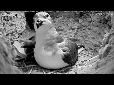 Bermuda Cahows Preen, Nuzzle, Show Off Egg – Jan. 24, 2019