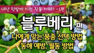 블루베리 월동대비는 어떻게? 나에게 맞는 품종 선택 방법, 동해 예방과 월동 방법