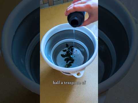 🌱So entfernen Sie Flecken bei Anubias 🌿