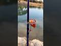 Will A FLOPPER Catch A 10 Pound Bass Fishing Shorts