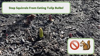 How to Prevent Squirrels from Eating Bulbs!🚫🐿🌷