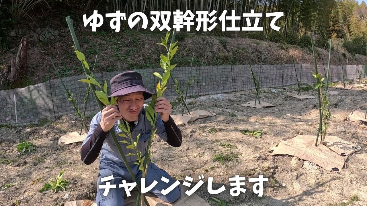 双幹形仕立て　ゆずの試験栽培を開始しました！