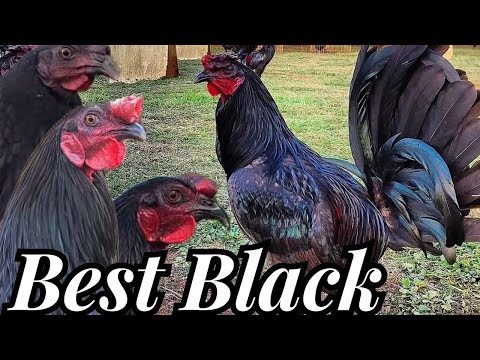 Beautiful Black in Hawaii - Rodney Robello Farm Beautiful Black Birds Farm Visit