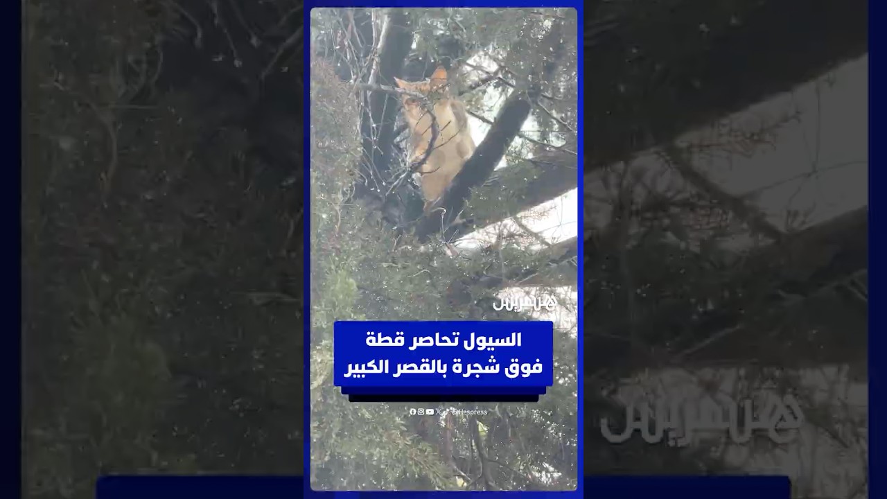السيول تحاصر قطة فوق شجرة بالقصر الكبير thumbnail