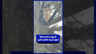 السيول تحاصر قطة فوق شجرة بالقصر الكبير thumbnail