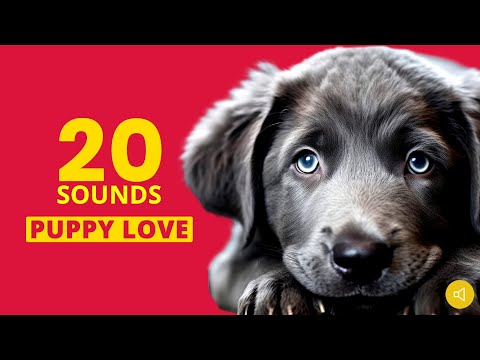 20 Dog Sounds Your Pup Will Absolutely Love 🐶