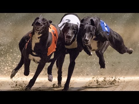 Vinthundhundkapplöpning i Irland