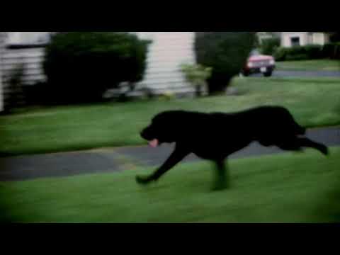 NIRVANA - Territorial Pissings (slowed + reverb)