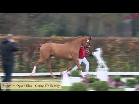 Ogano Sitte - Hengstpräsentation 2021