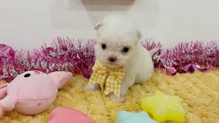 ハーフ犬の動画01