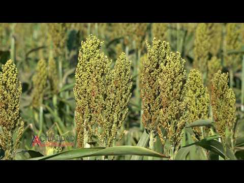 Estado de los cultivos - Charata Provincia del Chaco - Ing. Agr. Luis Silva segunda parte.