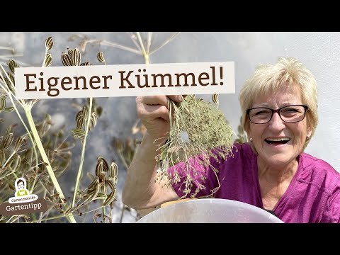 Erste Kümmel-Ernte als Basis für neue Anbau-Pläne