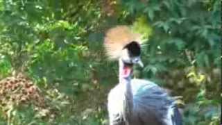 preview picture of video 'Southern African Birds: Crowned Crane at Umgeni River Bird Park'