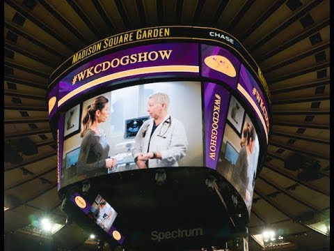 Caring for the Best: Cornell at Westminster | Cornell University College of Veterinary Medicine