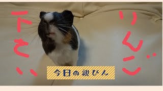 【モルモット】の好物❗️今日の親びん。♯2【guinea pig 】