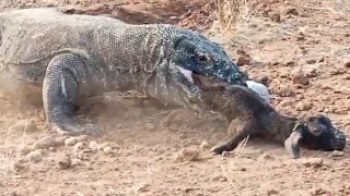 Komodo Dragon Swallowing Goat