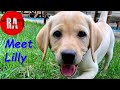 Rugged Adventures Has A New Best Friend Labrador Retriever Puppy S First Day Home