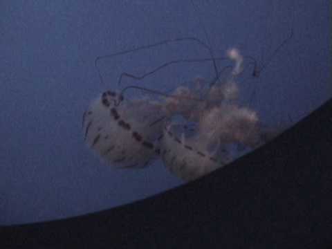 clip 2009 01 01 12;02;50