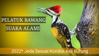Download lagu Masteran Pelatuk Bawang || Suara Asli dengan Jeda Alami mp3
