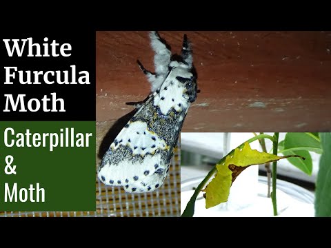 The White Furcula (Caterpillars Raised During 2021)