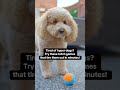 7 BEST WAYS O PLAY FETCH WITHOUT GOING OUTSIDE