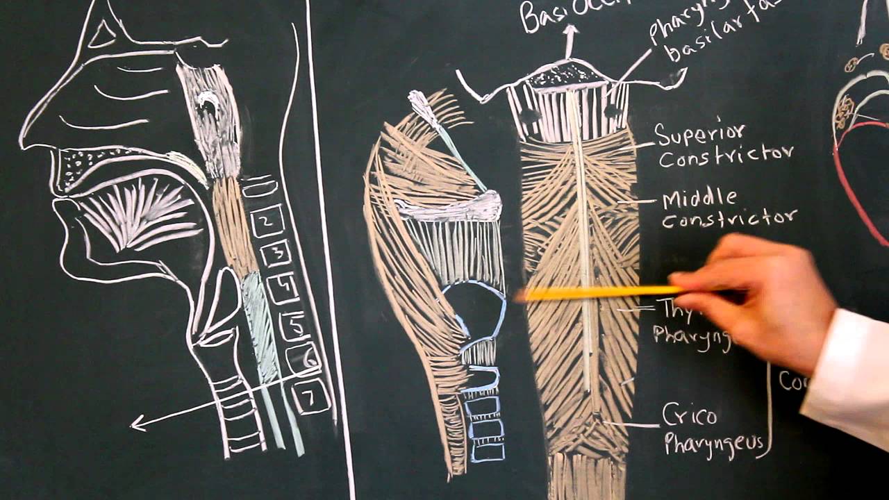 Gross Anatomy of Pharynx - YouTube