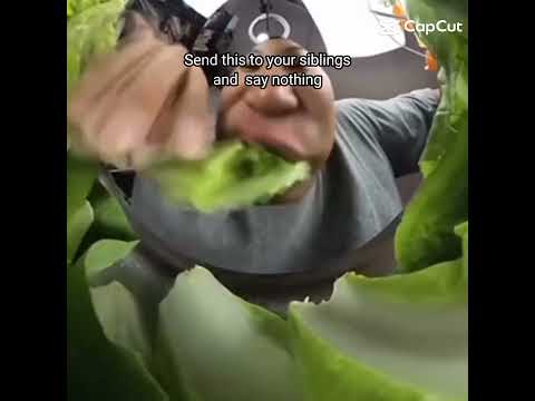 comment what they said !! #aksacat #cat