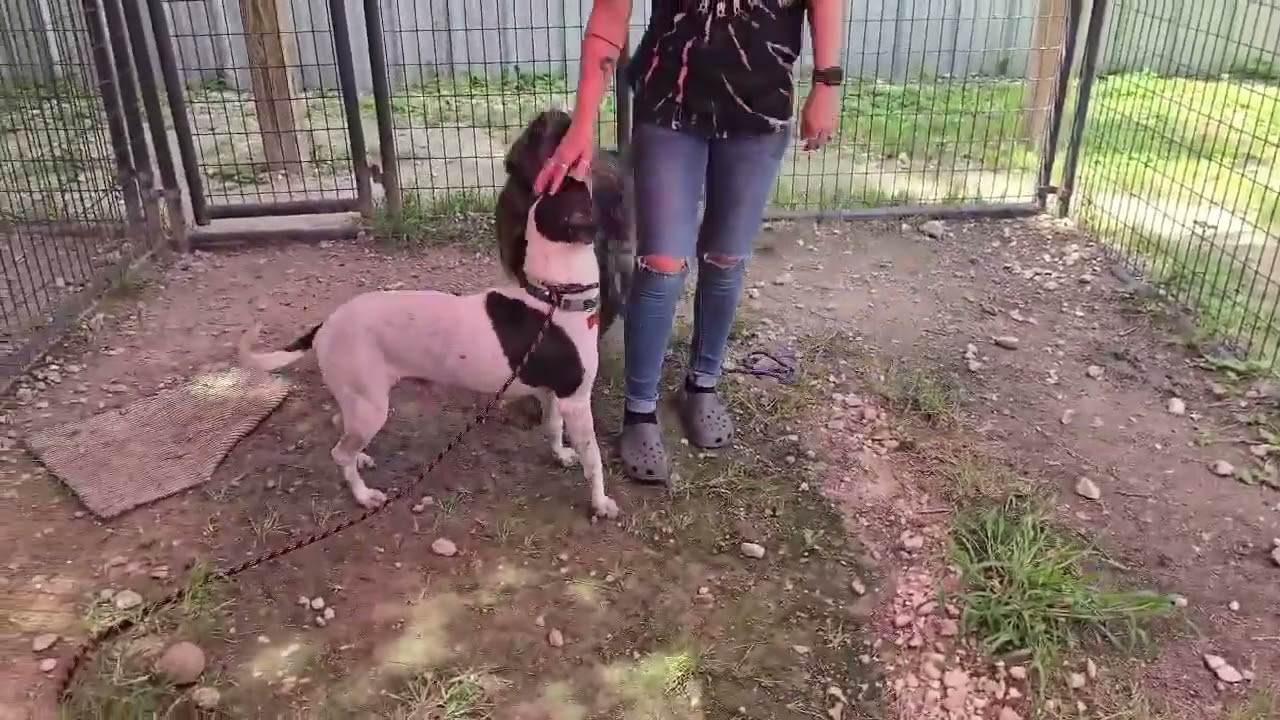 Enlarge Junie, a ADOPTABLE mixed breed in Boulder, CO video 2/2