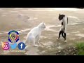 Maitre Niawu Kungfu