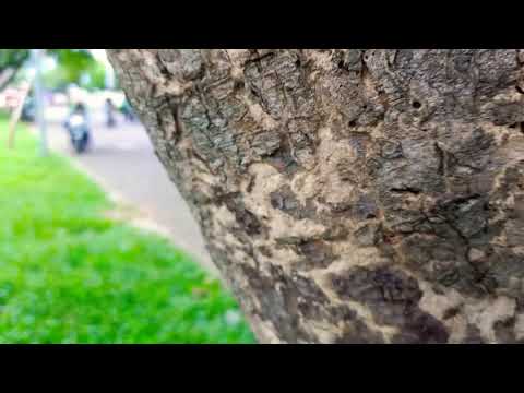 Jawaban Lagu pertama musikk (nottresss)