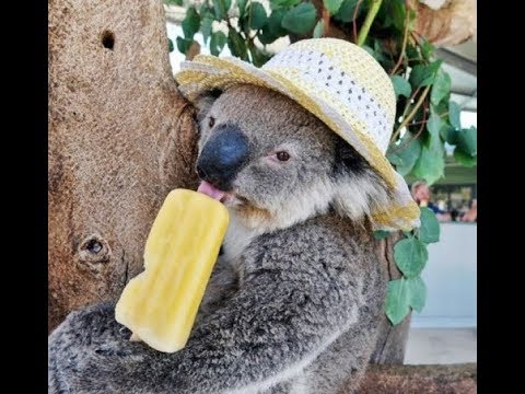 🐝 młody osa - misie koala