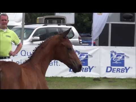 *2016 Stutfohlen von Quantensprung - Soliman de Hus