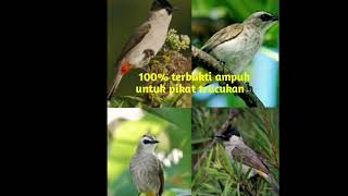 Download lagu anti zonk pikat trucukan mp3 Download lagu anti zonk pikat trucukan mp3