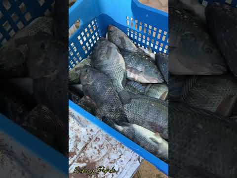 Fish Farm Unaizah Qassim #FishFarm #tilapia #delicious #deliciousfood #foodblogger
